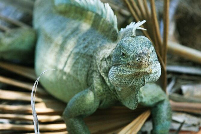 jet-ski-adventure-to-split-rock-pirates-cove-iguana-bay-cay