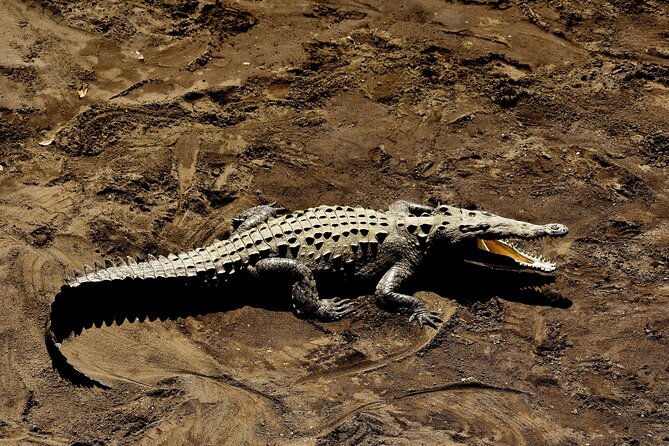 jungle-crocodile-carara-national-park-punta-arenas-highlights