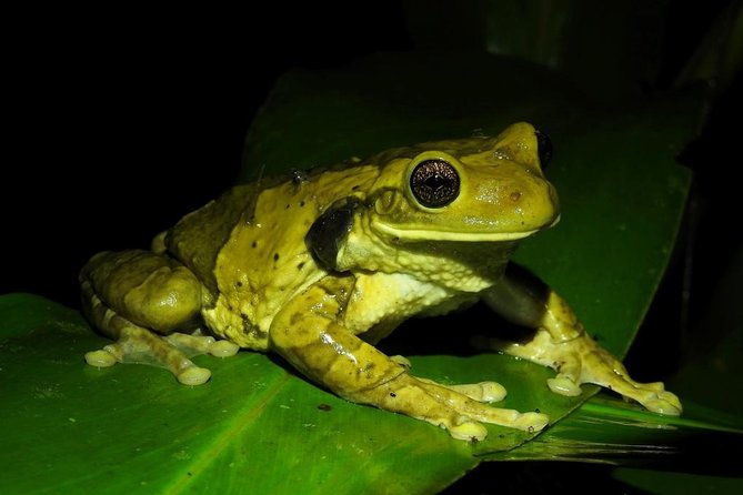 jungle-night-tour