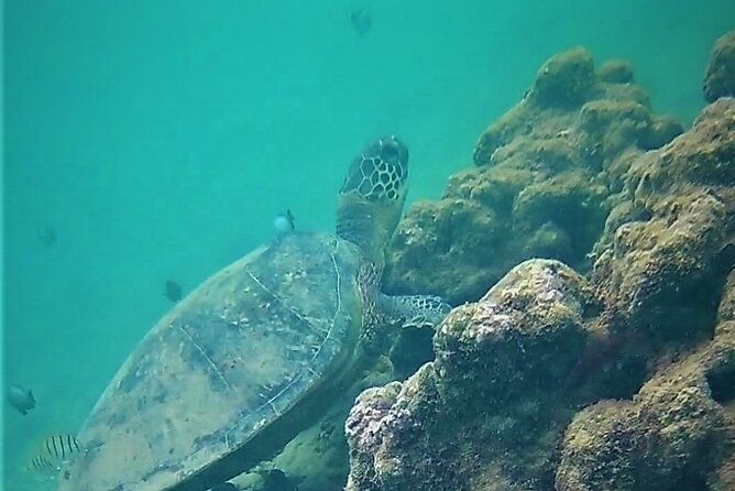 kauai-snorkeling-adventure