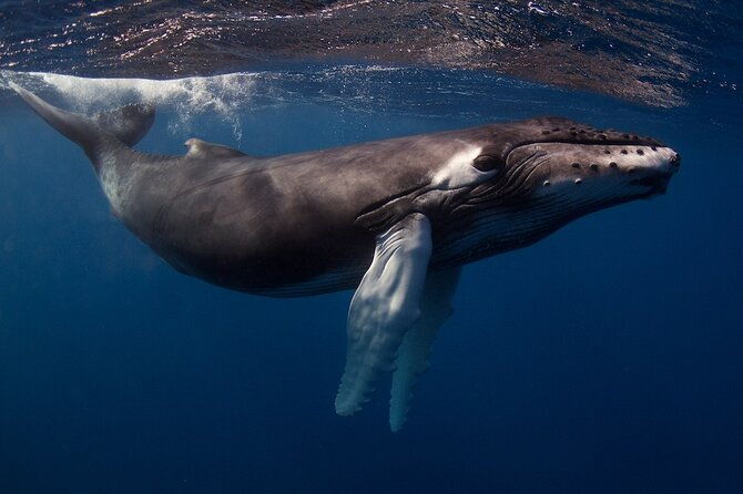 kauais-exclusive-morning-scuba-charter-for-experienced-divers