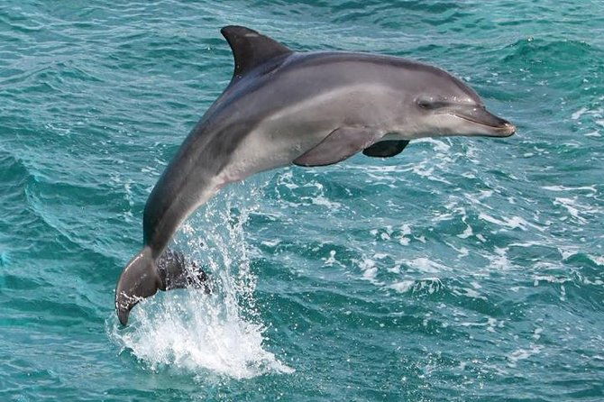 kawaihae-luxury-snorkel-cruise-wildlife-watch-with-lunch