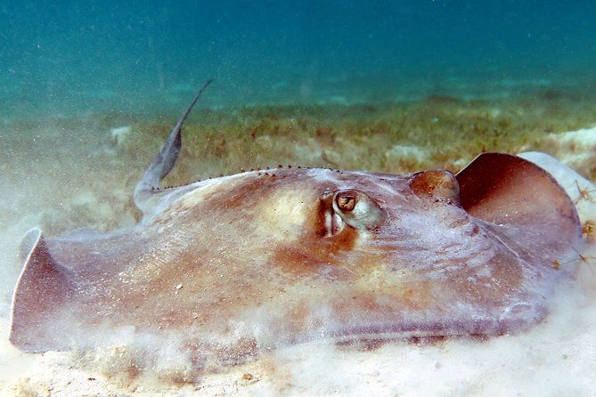 kayak-and-sea-turtle-snorkel-with-beach-break