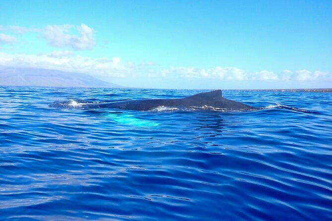 kayak-and-whale-watching-tour