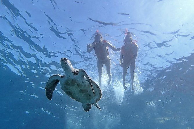 kayak-with-dolphin-turtle-watching-private-tour
