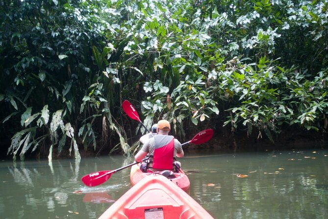 kayaking-tour-in-gandoca-lagoon-throug-mangrove-forest