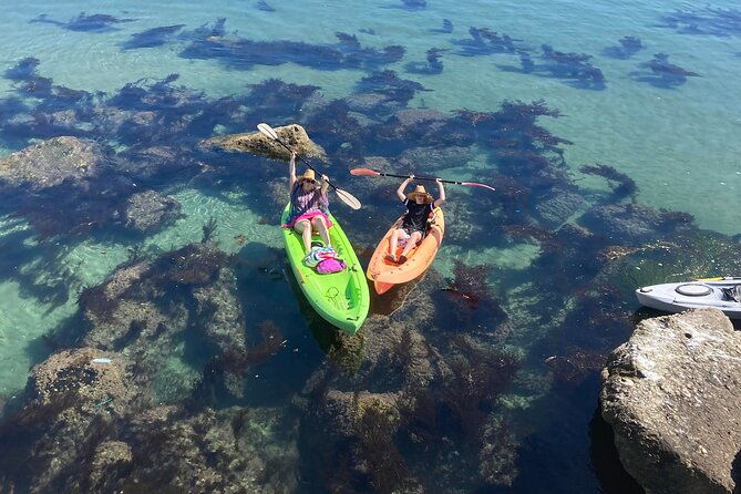 kayaking-with-sea-lions-in-a-calm-beautiful-harbor