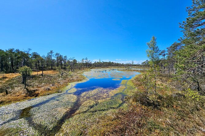 kemeri-bogs-adventure-explore-wetlands-in-bog-shoes