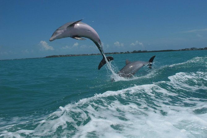 key-west-dolphin-and-snorkel-experience