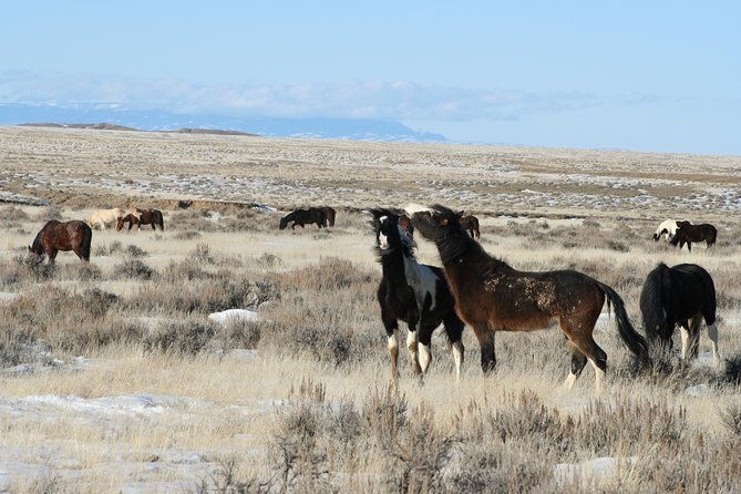 kicking-red-canyon-wild-mustang-bus-tour-deals-8am-daily-2