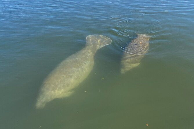 kings-bay-eco-tours