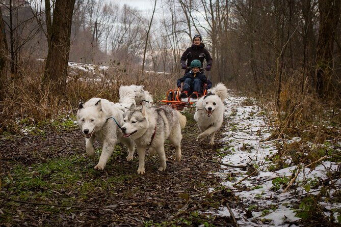 krakow-full-dog-sled-ride