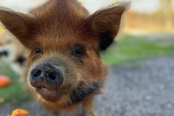 kunekune-pig-farm-tour-2