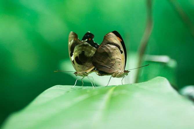 la-fortuna-arenal-butterfly-garden