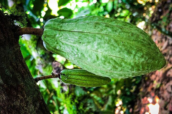 la-fortuna-eden-chocolate-tour