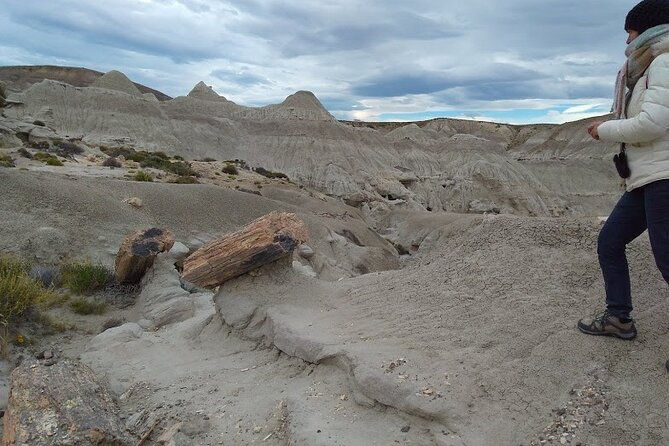 la-lioness-petrified-forest