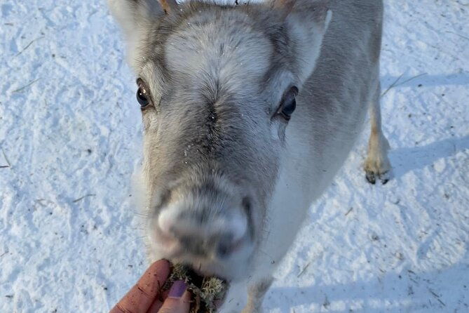 lapland-reindeer-and-husky-safari-from-levi