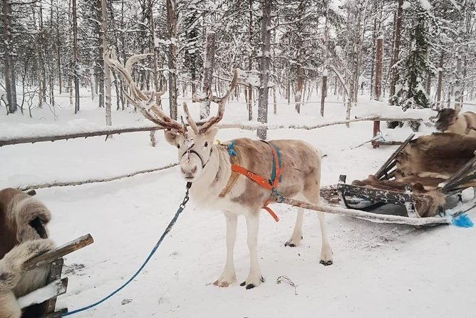 lapland-reindeer-safari-from-levi