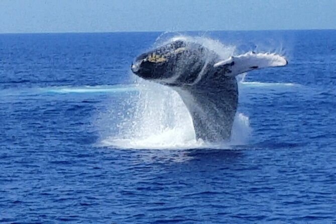 late-morning-whale-watch-cruise-from-abay