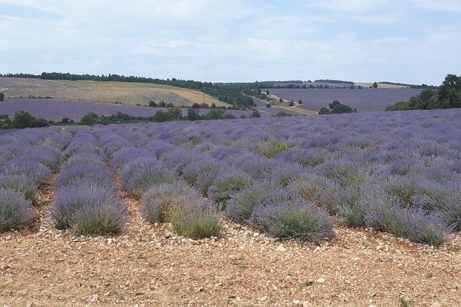 lavender-tour-sault-from-marseille-2