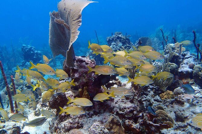 learn-to-scuba-dive-in-punta-cana