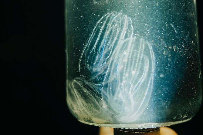 led-bio-comb-jelly-clear-bottom-kayak-or-paddleboard-tour