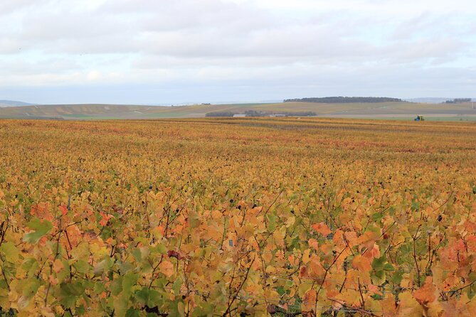 lets-take-a-walk-in-the-vineyards
