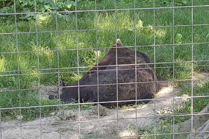 libearty-bear-sanctuary-zarnesti-small-group-trip-from-brasov-2