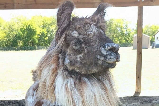 llama-encounter-at-shangrillama-castle