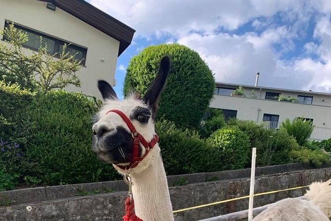 llama-hike-through-the-wonderful-liechtenstein-mountains
