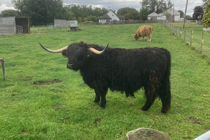 loch-ness-heilan-coos-great-glen-fort-william-and-glencoe-2