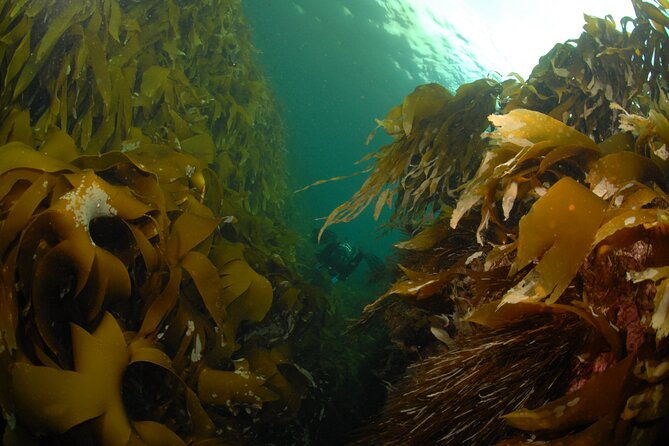 lofoten-grand-canyon-snorkeling-tour