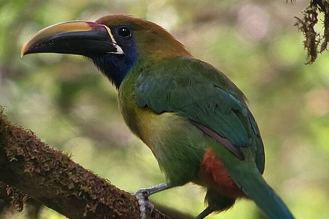looking-for-toucans
