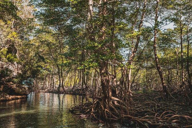 los-haitises-national-park-tour-from-las-terrenas-or-samana-half-day-trip