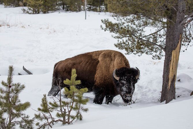 luxury-1-2-day-winter-grand-teton-tour-sleigh-ride-2
