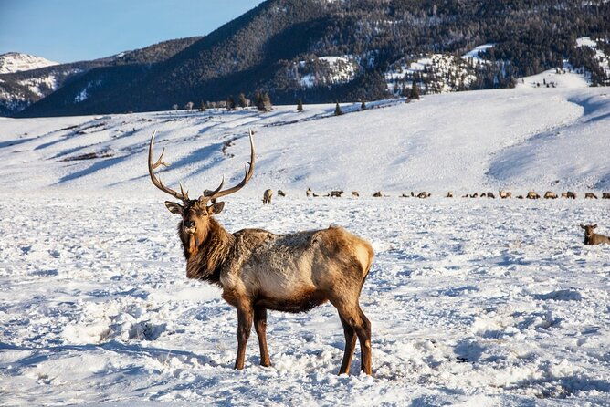 luxury-1-2-day-winter-grand-teton-tour-sleigh-ride