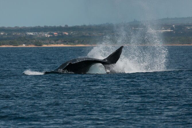 luxury-catamaran-whale-watch