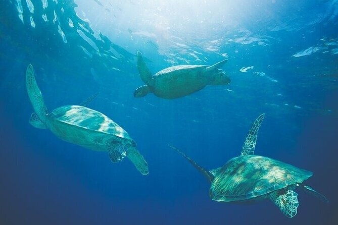 luxury-hawaiian-sea-turtle-dolphin-sail-and-kona-snorkel-2