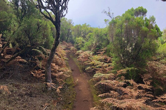 madeira-private-guided-walk-vereda-fanal-pr13