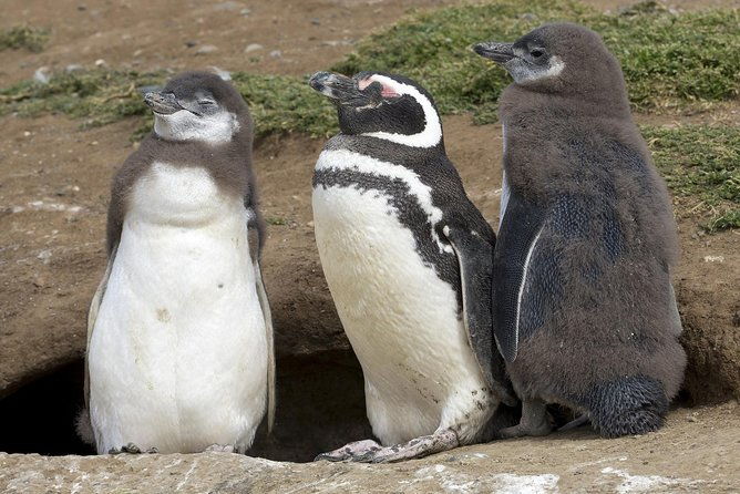 magdalena-island-penguin-tour-by-boat-from-punta-arenas