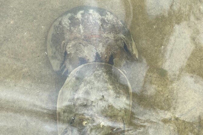 manatee-and-dolphin-kayak-tour-2