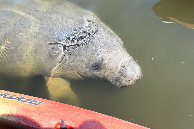 manatee-discovery-anna-maria-island