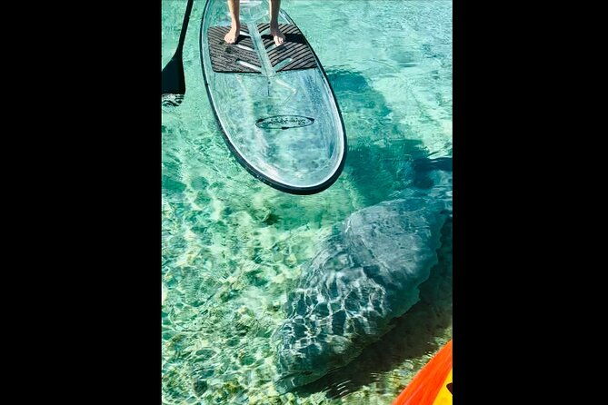 manatees-monkeys-and-florida-natural-spring-adventure-tour
