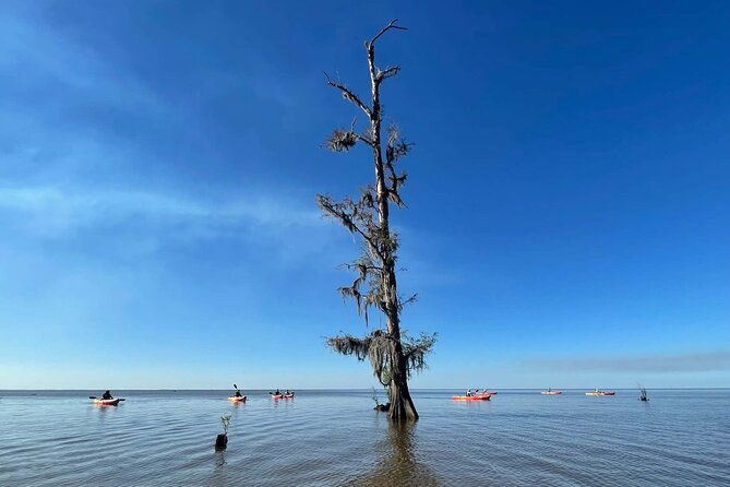 manchac-swamp-kayak-tour-for-experienced-kayakers-with-pickup
