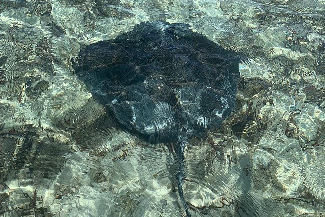 mangrove-iguana-clear-kayak-tour