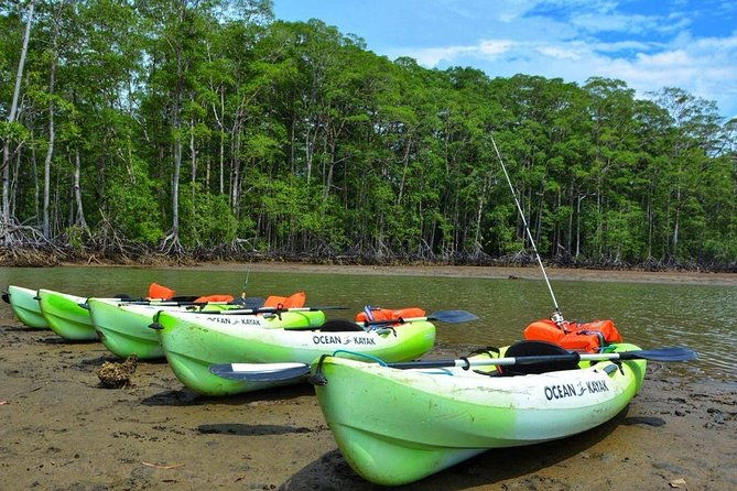 mangrove-kayaking-or-boat-adventure