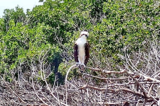 mangrove-sup-safari