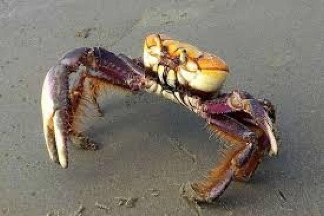 mangrove-tour-by-boat-birdwatching-fauna-and-flora-half-day