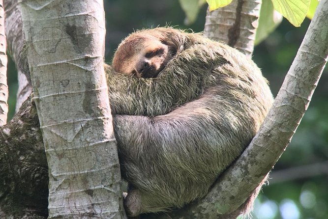 manuel-antonio-national-park-afternoon-wildlife-experience