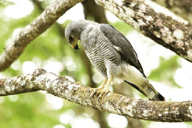 manuel-antonio-national-park-group-tour-park-ticket-not-included